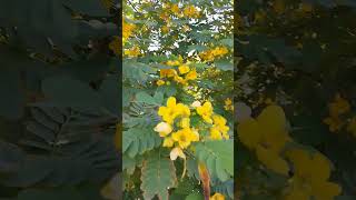 Cassia Glauca souly shortvideos cassia [upl. by Akinahs]