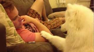 Samoyed puppy hugs 2 [upl. by Stanislas]