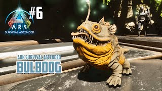 TAMING BULBDOG SI DINO KAWAI  ASA Aberration 6 [upl. by Gunter]