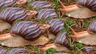 Funny farmer feeding snails 8 funny snails shortsvideo shorts [upl. by Annabela]