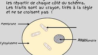 schema dune cellule animale [upl. by Elga]