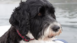 Train Your Portuguese Water Dog to Herd Ducks  A Beginners Guide [upl. by Guttery]