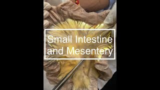 Small Intestine and Mesentery Dissection [upl. by Nosnhoj534]