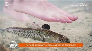 Pericoli del mare come evitare di farsi male  Geo 19062018 [upl. by Raffaj]