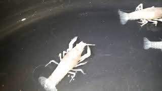 craylings of ghost clarkii lobster 1 month old [upl. by Dnyletak]