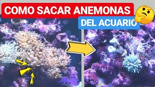 Como SACAR ANEMONAS del ACUARIO 👋👋👋 [upl. by Naillik265]