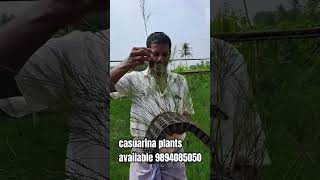 casuarina plants available casuarina tree9894085050 [upl. by Nywra645]