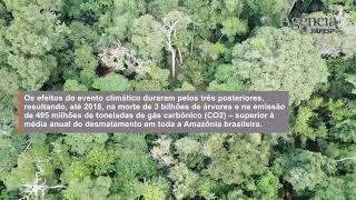 Seca e fogo amplificam morte de árvores e emissões de CO2 pela Amazônia [upl. by Princess183]