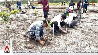 Over 15ha of mangroves planted under Temasek Foundations efforts in Indonesia [upl. by Viradis831]