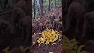 Monkeys eat bananas in seconds monkeys [upl. by Idola]