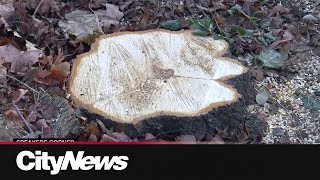 Toronto city staff investigate suspected case of illegal tree removal [upl. by Longerich357]