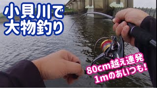 80cm超えが連発！1mのあいつも！ 8月の小貝川‼️ [upl. by Ho]