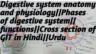 Digestive system anatomy and physiologyphasesfunctionscross section of GIT in Hindiurdu [upl. by Fina]