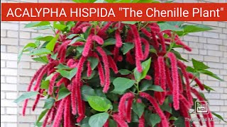 How to Grow and Care Acalypha HispidaChenille Plant  Propagation of Acalypha Hispida Plant [upl. by Karon420]