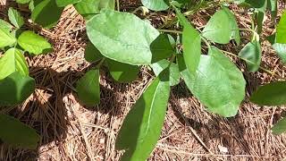 Toxicodendron radicans vs Toxicodendron pubescens [upl. by Itagaki96]