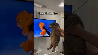 Funny Cat Mind Voice shortsfeed cat funnyanimal funny funnycat comedy lionking simba [upl. by Wilma]