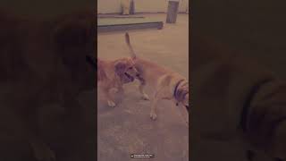 olive Bella Gabbu coco play timemsti funny happy family labradorpuppygolden retriwer😁❤️👀🥰 [upl. by Aicnorev852]