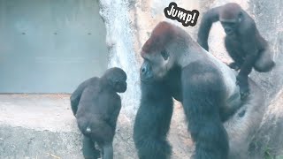 小金剛Jabali把爸爸的背都作跳箱Jabali used dad’s back as a vaulting box金剛猩猩 gorilla [upl. by Ronile]