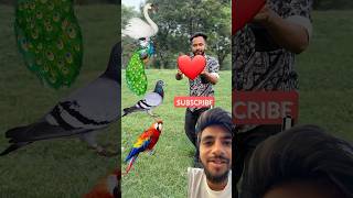 Rounding coconut to Duck Peacock Pigeonampamp Parrot  Birds names magic video shorts ytshorts [upl. by Yllime]