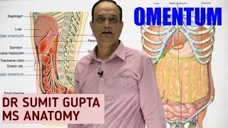 PERITONEUM Part 2  OMENTUM [upl. by Nassi]