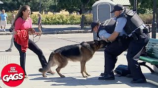 Dog Protects Owner From Cops  Just For Laughs Gags [upl. by Nodnas]