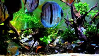 Discus and small pleco tank [upl. by Breskin]