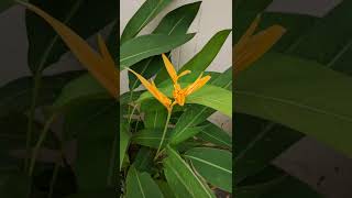 shorts Grow Golden Torch Heliconia from Rhizomes 7Month Update [upl. by Ernie499]