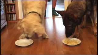 Spaghetti Eating Competition Golden Retriever vs German Shepherd [upl. by Bauske630]