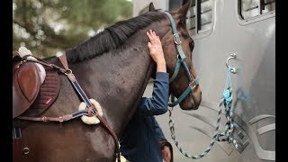 How I tack up quickly for a show jumping clinic [upl. by Alatea822]