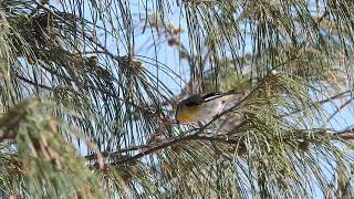 Striated Pardalote Hervey Bay Qld [upl. by Gotcher]