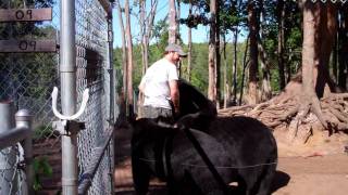 Bears at Oswalds Bear Ranch in Newberry Michigan [upl. by Wilcox]