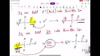 A2 Organic Last lecture Amino acids Zwitter ion Dipeptide and Formation and hydrolysis of Amides [upl. by Geldens]