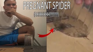 he caught 200 baby spiders in his room [upl. by Aratak]