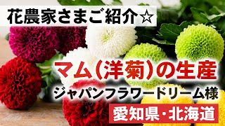 【生産者さま紹介！】「マム（洋菊）生産者」ジャパンフラワードリーム様 [upl. by Ahsan]