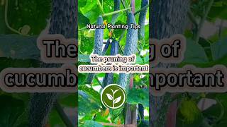 The pruning of cucumbers is important shortvideo plants youtubeshorts viralvideo video [upl. by Nelrsa981]