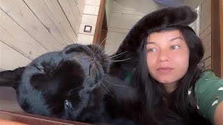 Lets get warm with Luna the panther and Venza 😸❄️ENG SUB [upl. by Ashelman]