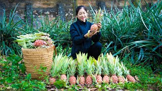 Harvesting Red Pineapple amp Goes To Market Sell  Gardening And Cooking  Lý Tiểu Vân [upl. by Kurth]