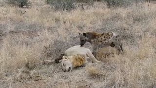 Hyena eating a male lion [upl. by Milman770]