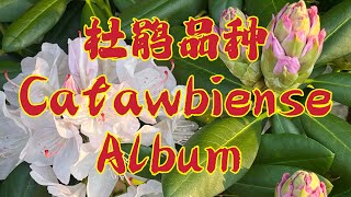 RhododendronCatawbiense Album 北美原生种系列 高大耐寒 值得种植 [upl. by Merce]