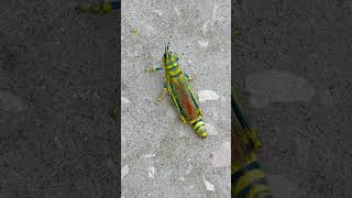 quotGrasshopper Walking Slowly A CloseUp Nature Momentquot insectadventures Grasshopper nature [upl. by Gibson]