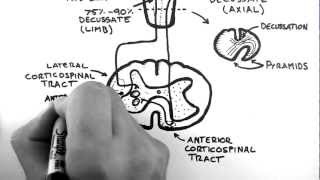 Spinal Pathways 4  Corticospinal Tract [upl. by Nessie265]