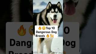 🔥🤯 Top 10 Dangerous Dog Breeds  Топ10 опасных собак 🔥🤯shorts trending beautiful top шортс [upl. by Paddy259]