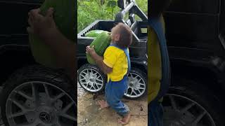 cutis drove papaya home babymonkeycutis cutis shortsvideo [upl. by Ehudd]