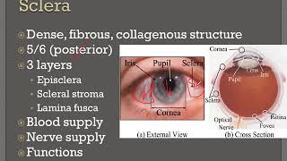 Sclera Eye Lectures [upl. by Othe]