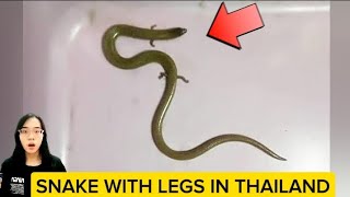 Snake with legs in Thailand [upl. by Angle]