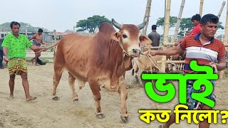 Bhai Koto Nilo Paragram Hozrotpur Gorur Hat 2023Part 44  Qurbani Cow Price in Bangladesh  Cows [upl. by Nivrek987]