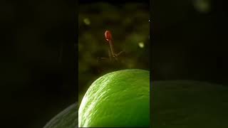 When bacteriophages inject their DNA into bacteria [upl. by Dweck700]