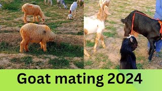 goat mating 2024 part 2Viral video 16september2024 [upl. by Soraya]