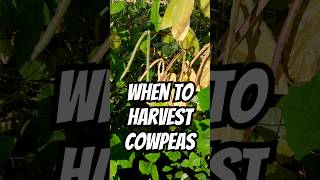 How to Know Your Cowpeas are Ready to Harvest shorts cowpeas ready harvest gardening when how [upl. by Yasmin]