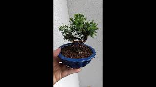 Bonsai Juniperus Plumosa [upl. by Oiluarb]